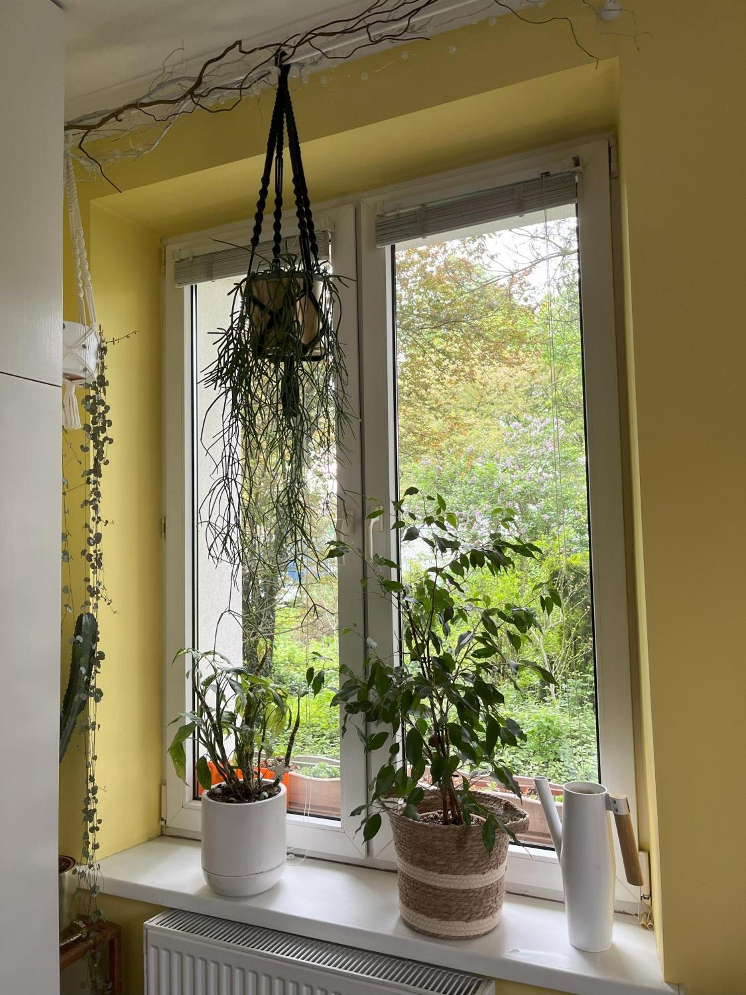 Greenthumb Praska Appartement