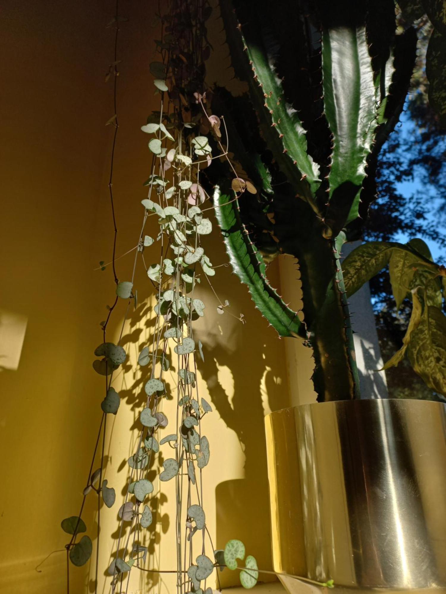Appartement Greenthumb Praska Krakau