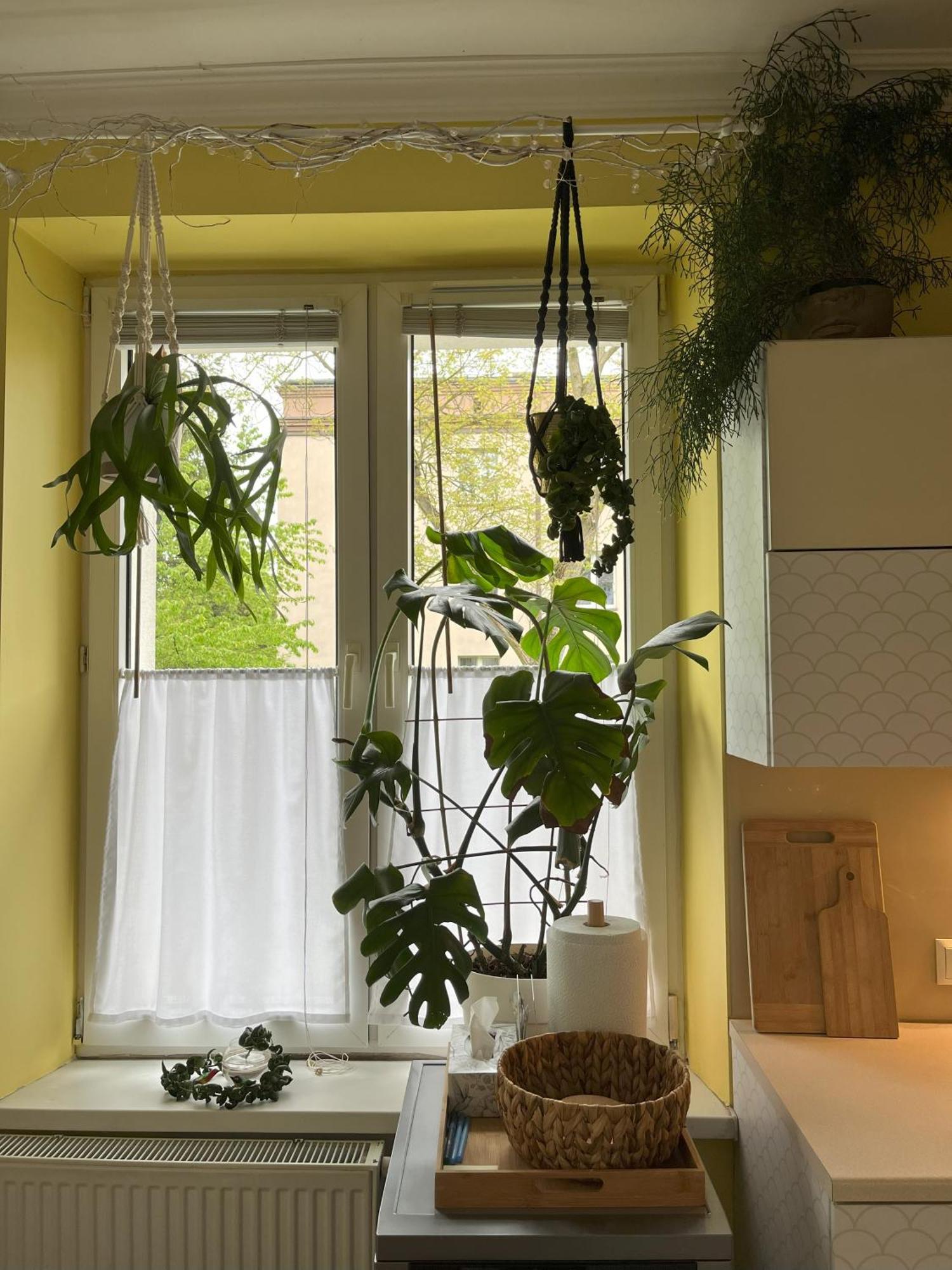 Greenthumb Praska Appartement