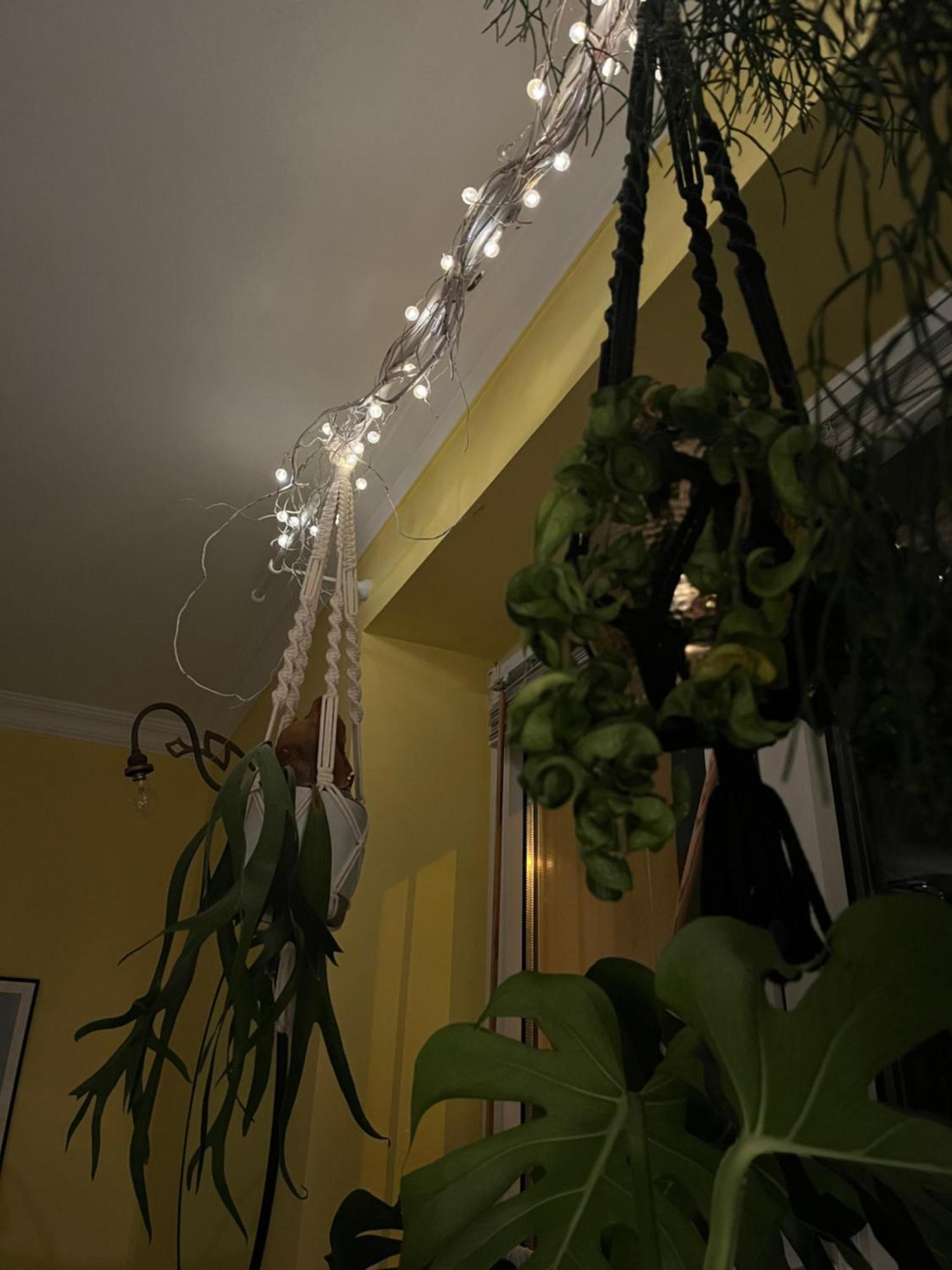 Appartement Greenthumb Praska