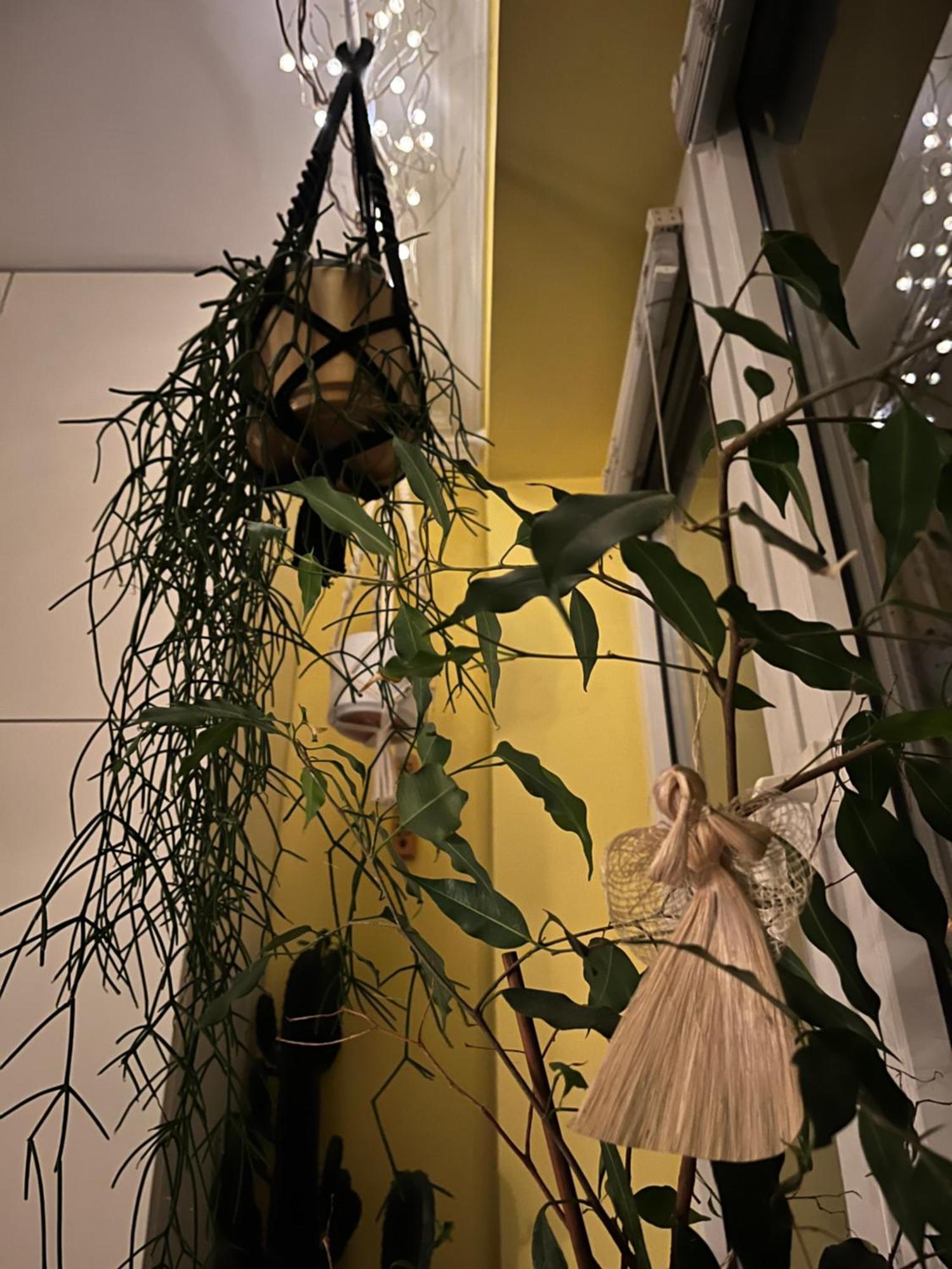 Appartement Greenthumb Praska *
